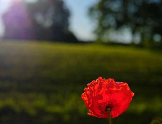 eine von der Sonne angestrahlte rot blühende Mohnblumenblüte vor einer dunkelgrünen Wiese und unscharfen Bäumen