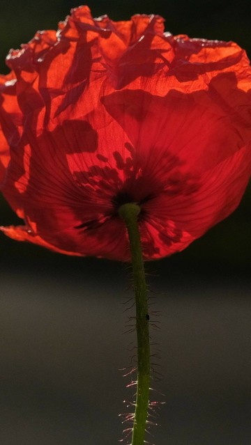 Nahaufnahme einer an- und durchleuchteten roten Blüte eines Klatschmohns. Die Schatten der Staubgefäße sind klar zu erkennen.