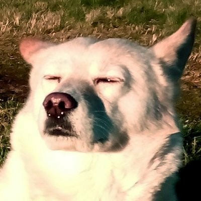 Mein Profilbild: Portrait eines blinzelnden Hundes