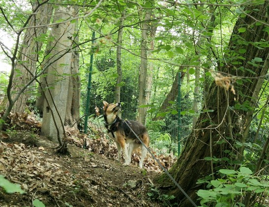 Zera steht im Wald an einer Böschung neben einem großen,  ziemlich schräg gewachsenen Baum und schaut angespannt nach oben.