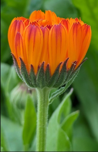 eine nicht mehr geöffnete orange Ringelblumenblüte