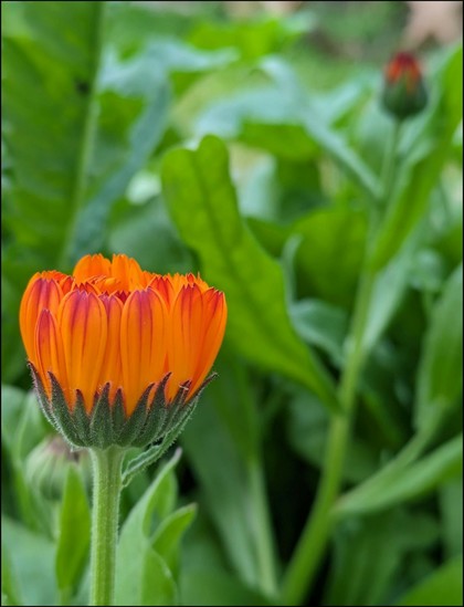 eine nicht mehr geöffnete orange Ringelblumenblüte und im unscharfen Hintergrund eine weitere Knospe