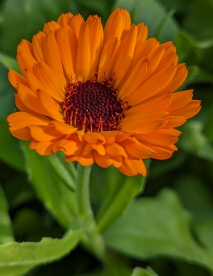 eine nicht mehr geöffnete orange Ringelblumenblüte