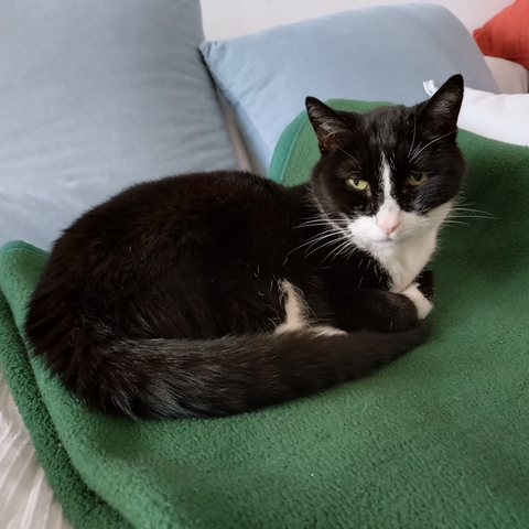 Foto einer Katze, die auf einer Decke liegt.