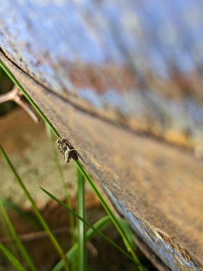 auf dem braunen verrosteten Eisenreif eines Holzfasses sitzt ein sehr kleines Insekt