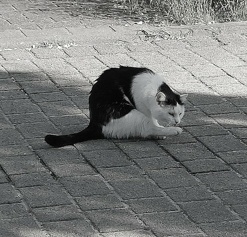Schwarzweißbild einer sitzenden Katze, die sich die Pfoten leckt