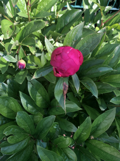 Nahaufnahme einer geschlossenen pinkfarbenen Pfingstrosenblüte, umgeben vom grünen Strauch.