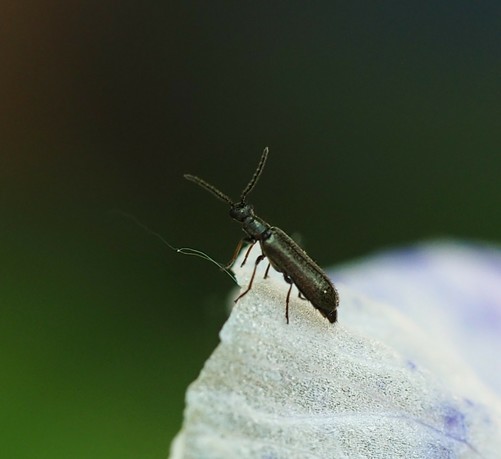 Makroaufnahme eines Insektes am Rande einer Wasserlilienblüte