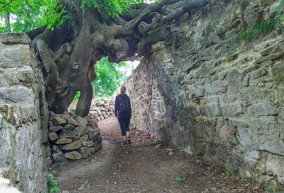 Person geht unter einer riesigen alten Winterlinde entlang, die sich über zwei Mauern wölbt wie ein Tor