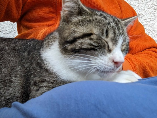 eine Katze mit geschlossenen Augen liegt auf einem untergeschlagenen Oberschenkel