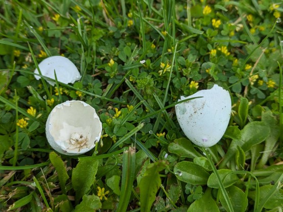 mehrere Eierschalenstücke liegen im Rasen