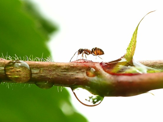 Ameise auf einem Ast an dem gegenüber an der Unterseite ein Wassertropfen hängt