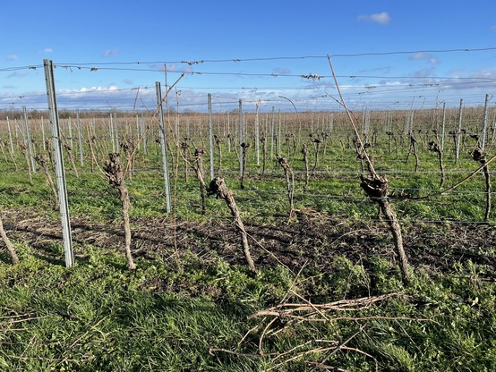 Winteraufnahme eines Weinberges, laubleere Weinstöcke stark zurückgeschnitten, jede Menge Draht und Metall zur Befestigung, blauer Himmel