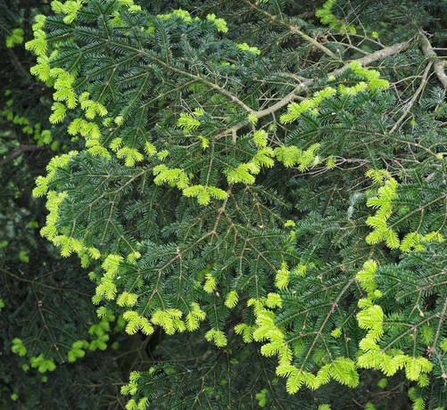 an mehreren dunkelgrünen Ästen eines Nadelbaums sind an den Spitzen hellgrüne Triebe Seit an Seit aufgereiht