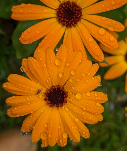 geöffnete orange Ringelblumenblüten mit Tropfen und einer kleinen Fliege