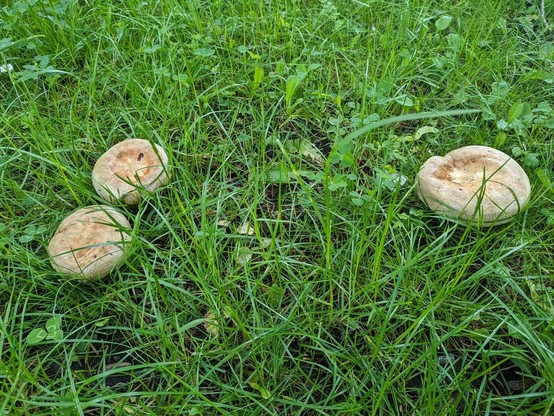 drei beige flache Pilze stehen in einer Wiese