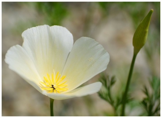 Nahaufnahme einer weißen geöffneten Blüte vom kalifornischen Scheinmohn. Daneben eine kegelförmige geschlossene Blütenknospe