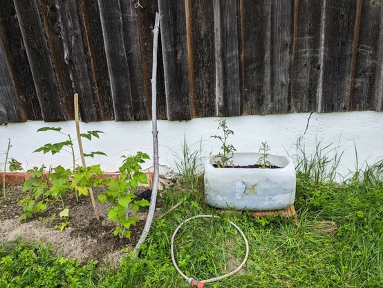 zwei kleine Tomatenpflanzen stehen in einem liegenden aufgesägten weißen Kanister vor einer Scheunenwand