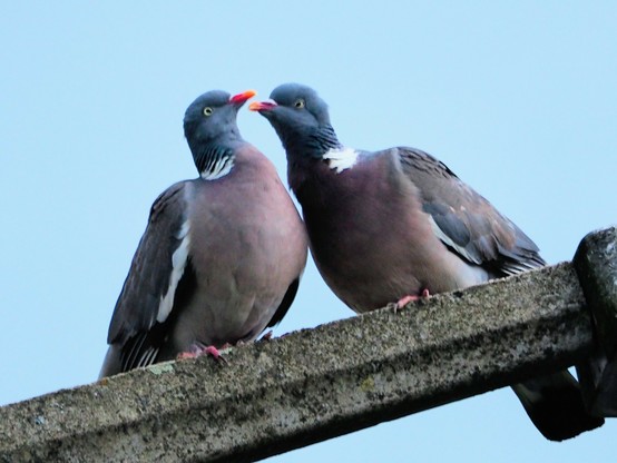 2 Tauben beim Turteln auf einer Straßenleuchte  - beide haben die Schnäbel hochgereckt