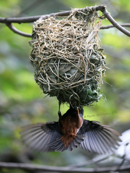 An einem Zweig hängt ein aus Gräsern geflochtenes Nest. Unten am Nest hängt kopfüber ein Vogel mit braunem Bauch, gespreizten Flügeln und aufgefächertem Schwanz. Der Kopf des Vogels ist halb hinter einem Bein und halb im Nest versteckt.