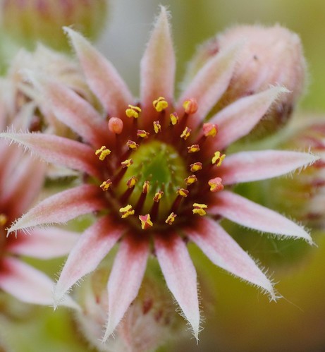 eine Nahaufnahme einer geöffneten weißrosa Blüte einer Hauswurz. ein paar wenige Staubgefäße sind noch geschlossen und rosa, die meisten sind geöffnet und zeigen die gelbe Innenseite mit den Pollen