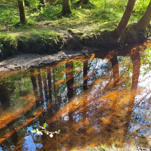 Moorbach im Wald sonnenbeschienen,
Baumstämme spiegeln sich im Wasser gekreuzt von Sonnenstrahlen 