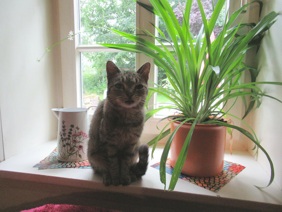 Auf der Fensterbank von einem Sprossenfenster von links nach rechts: 
Eine Gießkanne, eine getigerte Katze, eine Grünlilie.