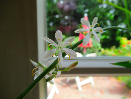 Blüten einer Grünlilie vor einem Sprossenfenster