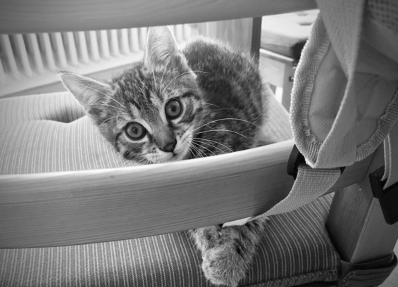 Eine junge getigerte Katze die auf einem Stuhl mit dem Gurt von einem Rucksack spielt. Dabei schut sie direkt in die Kamera. Das Foto ist in Schwarzweiß.
