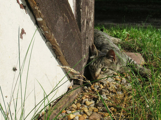 Eine junge, getigerte Katze liegt an einer Ecke von einem Gartenhäuschen. Sie schaut auf eine Fliege, die daran sitzt.