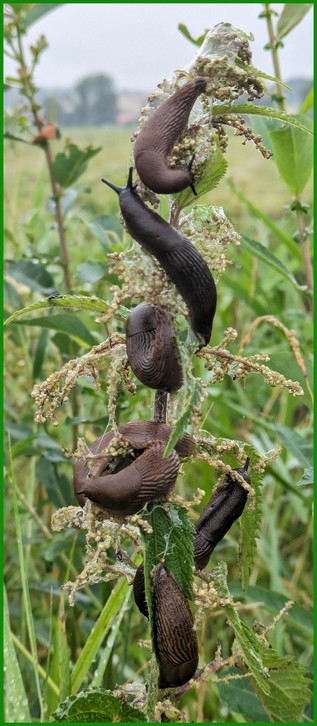 sieben Nachtschnecken sind eine Brennessel bis ganz nach oben geklettert und fressen Blüten oder Samenstände
