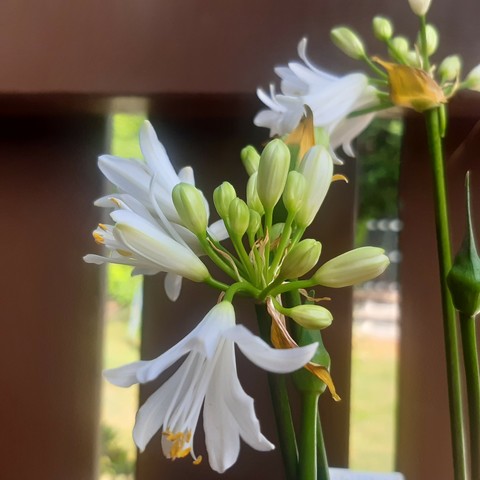 Weiße Blüten der Schmucklilie