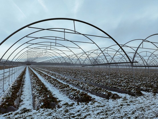 Erdbeeren-Plantage im Winterschlaf