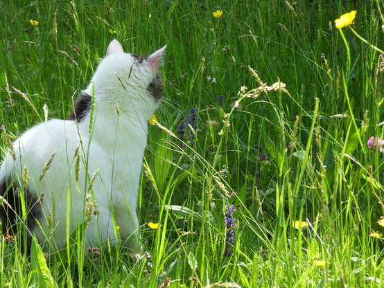 Weiß-graue Katze von hinten im Feld zwischen Wildblumen