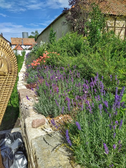 Bepflanzte Bruchstein Mauer mit Lavendel und Mohn