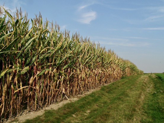 Rand eines Maisfeldes, daneben ein mit Gras bewachsener Weg