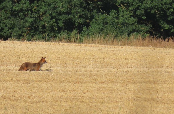 Ein Rotfuchs auf einem frisch geernteten und dadurch gelb-stoppeligen Getreidefeld im Profil. Der Fuchs überschaut sein Revier und hält nach Beute Ausschau.