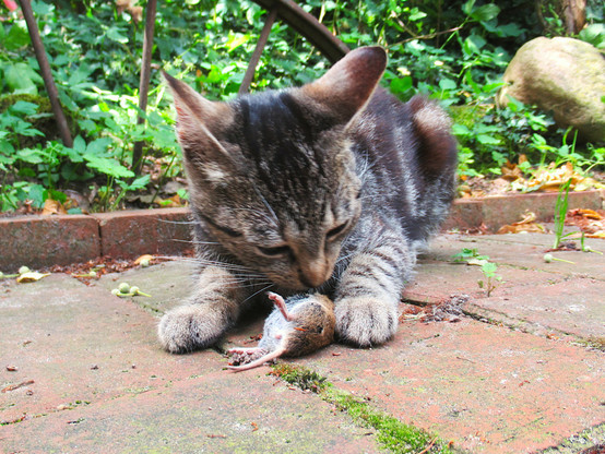 Eine junge, getigerte Katze hat eine Maus gefangen.