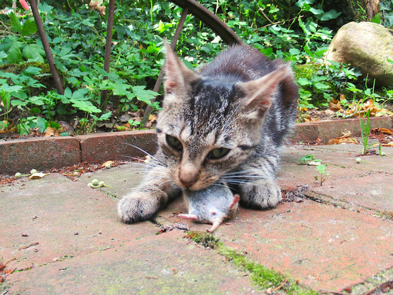 Eine junge, getigerte Katze hat eine Maus gefangen.