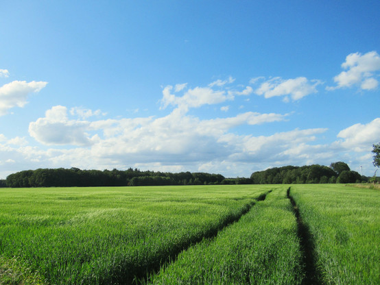 Ein grünes Feld mit Spuren eines Fahrzeuges, blauer Himmel, weiße Wölkchen.