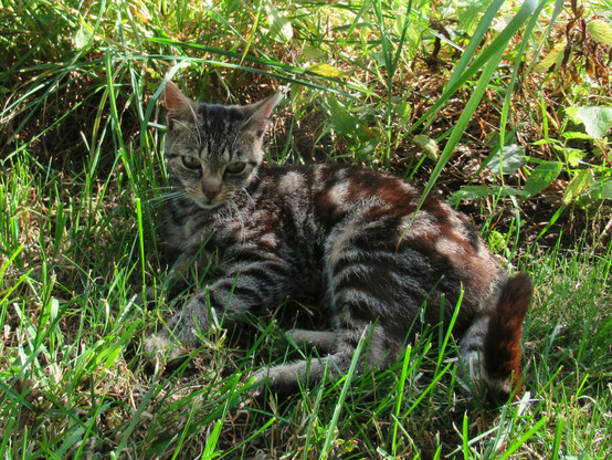 Eine junge, getigerte Katze liegt im Halbschatten im Gras.