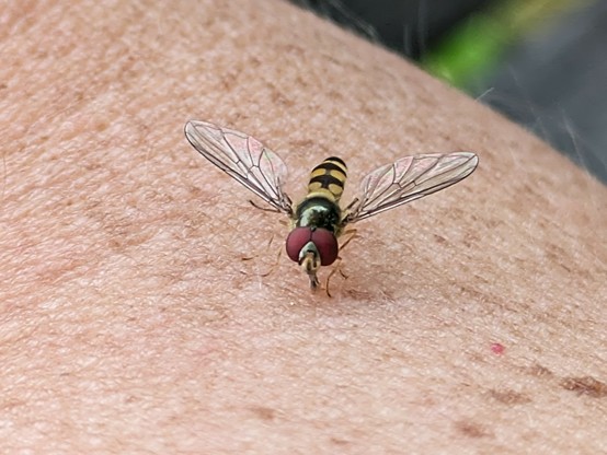 eine kleine gelbschwarze Schwebfliege sitzt auf einem Arm. Die Flügel ausgebreitet und der Rüssel berührt die Haut. Ansicht von vorne mit den Augen