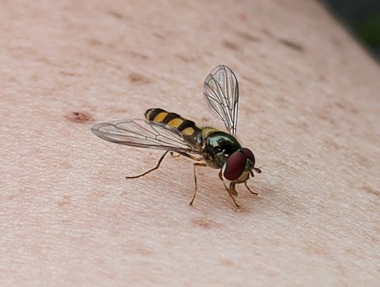 eine kleine gelbschwarze Schwebfliege sitzt auf einem Arm. Die Flügel ausgebreitet und der Rüssel berührt die Haut