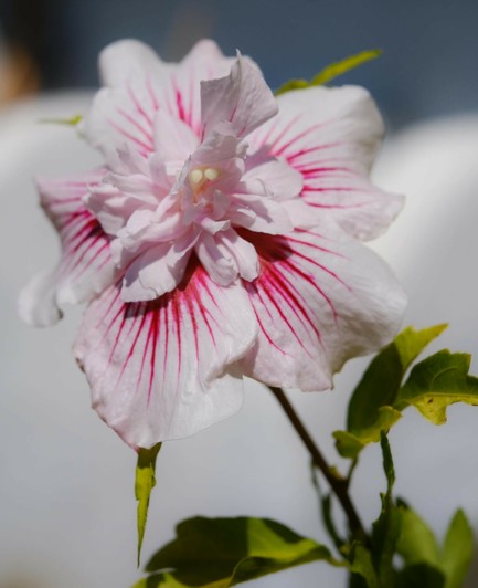 eine weiß rot gestreifte gefüllte Blüte vom Hibiskus mit ein paar grünen Blättern