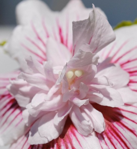 Nahaufnahme einer weißrot gestreiften gefüllten Blüte vom Hibiskus