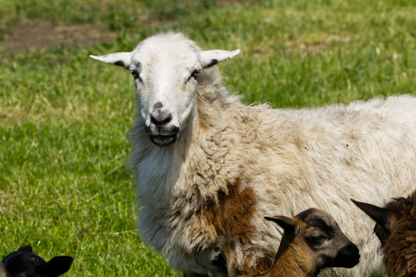 Ein helles Schaf mit braunen Flecken schaut den Beobachter an. Davor sind die Köpfe von braunen Lämmern zu sehen.