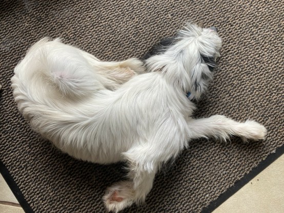 Eine junge, weiße Hündin mit schwarzen Flecken schläft völlig verdreht auf der Fußmatte 