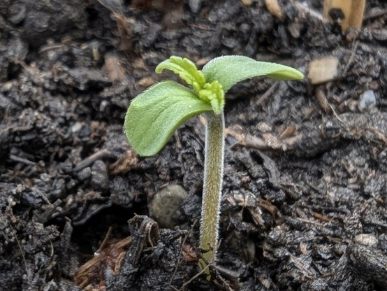 Nahaufnahme einer sehr jungen Cannabispflanze. Neben den Keimblättern ist das erste gezackte Blattpaar zu sehen.