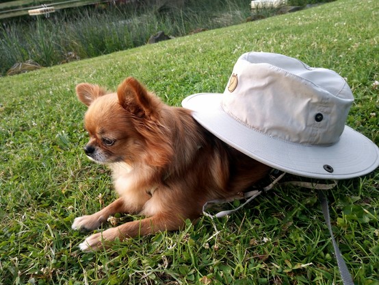 Foto. Ein Chihuahua liegt auf einer Wiese vor einem See. Auf dem Rücken des Hundes liegt ein Hut, sodass der Hund aussieht wie eine Schnecke mit einem Schneckenhaus.