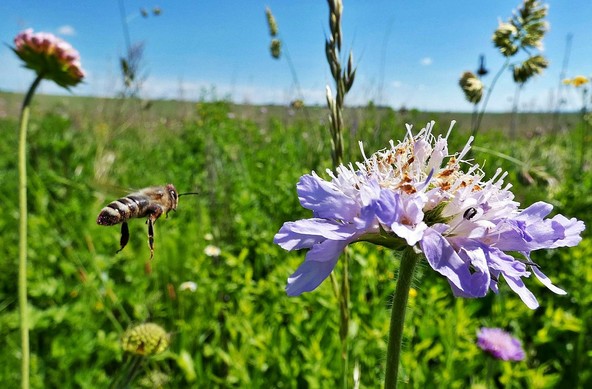 Eine Biene im Anflug auf eine Blume,im Hintergrund verschwommen eine Wiese.
